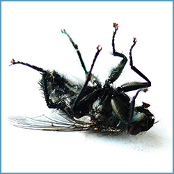 UV-Fliegenfang-Geräte